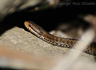 Viboruca de Seoane...