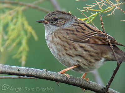 Unas imágenes de estos últimos días...