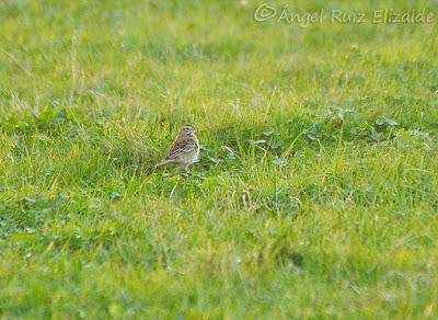 Garceta grande en la Ría de Ajo...
