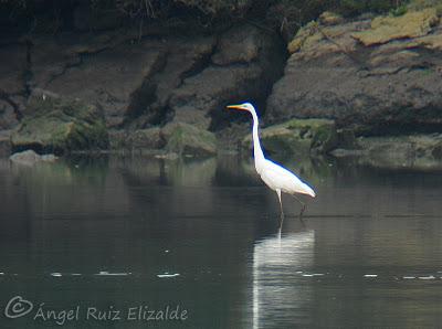 Garceta grande en la Ría de Ajo...