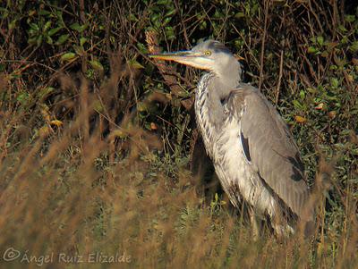 Garceta grande en la Ría de Ajo...