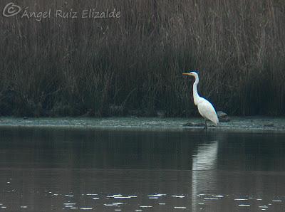 Garceta grande en la Ría de Ajo...