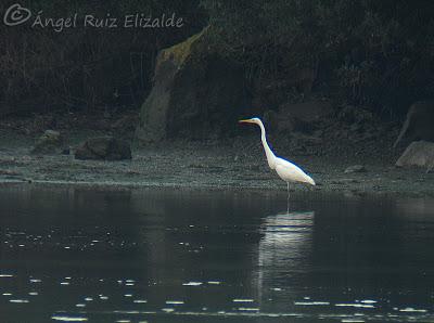 Garceta grande en la Ría de Ajo...