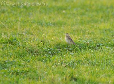 Garceta grande en la Ría de Ajo...