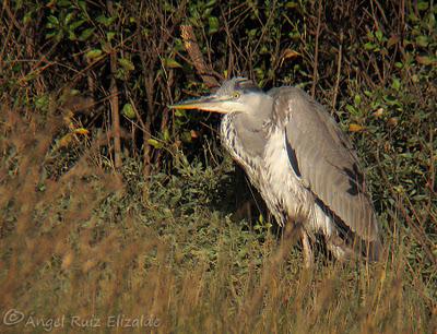 Garceta grande en la Ría de Ajo...