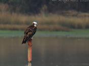 20/11/2011 Pajareo Bahía Santander...