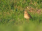 Bisbitas Richard otoñales Cabo Quintres...