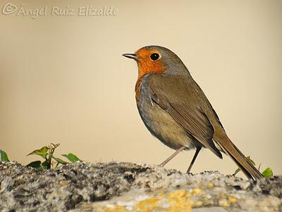 De los últimos días...