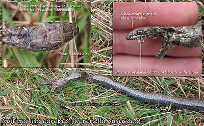 Culebra lisa europea. 1ª cita en Ajo...