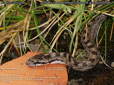 Culebra lisa europea. 1ª cita en Ajo...