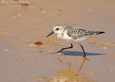 Doñana: Limícolas...