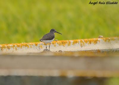 Doñana: Limícolas...