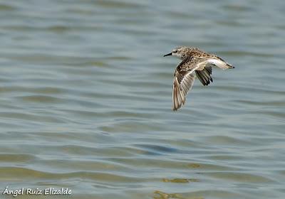 Doñana: Limícolas...