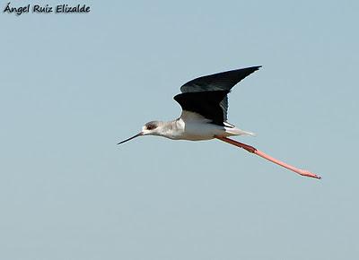 Doñana: Limícolas...