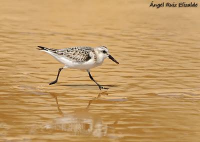 Doñana: Limícolas...