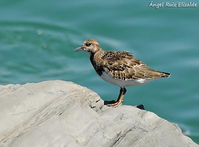 Doñana: Limícolas...
