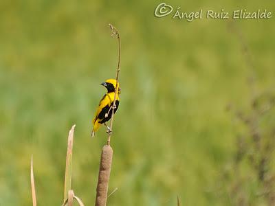 Tejedor amarillo...