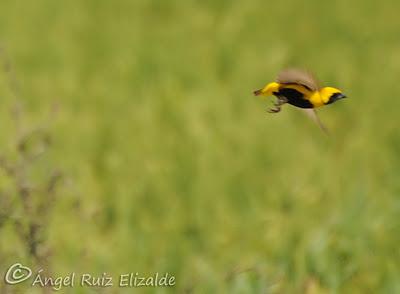 Tejedor amarillo...