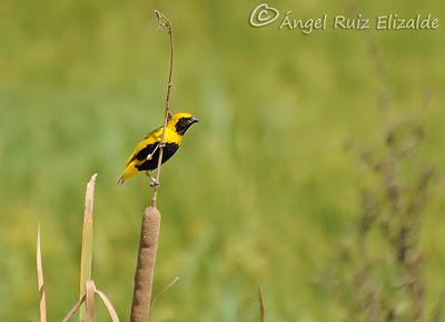 Tejedor amarillo...