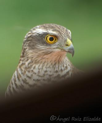 Un Gavilán en mi ventana...
