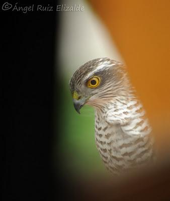 Un Gavilán en mi ventana...
