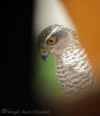 Un Gavilán en mi ventana...