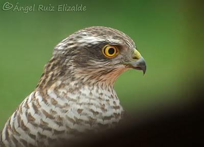Un Gavilán en mi ventana...