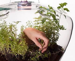 Un jardín en una lámpara