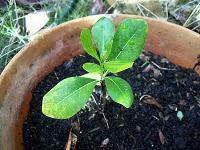 Pitosporo (Pittosporum tobira )