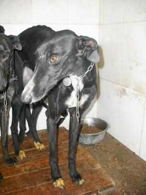 SOS PERRERA, 15 GALGOS EN PELIGRO. JEREZ (CADIZ)