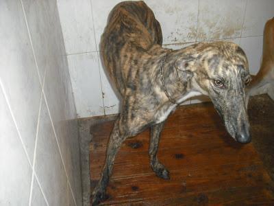 SOS PERRERA, 15 GALGOS EN PELIGRO. JEREZ (CADIZ)