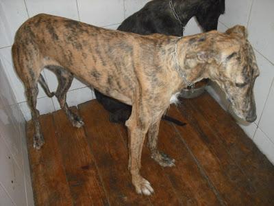 SOS PERRERA, 15 GALGOS EN PELIGRO. JEREZ (CADIZ)