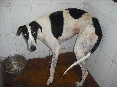 SOS PERRERA, 15 GALGOS EN PELIGRO. JEREZ (CADIZ)