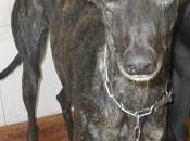 perrera, galgos peligro. jerez (cadiz)