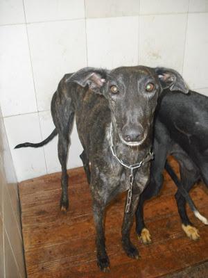 SOS PERRERA, 15 GALGOS EN PELIGRO. JEREZ (CADIZ)