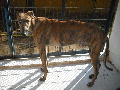 SOS PERRERA, 15 GALGOS EN PELIGRO. JEREZ (CADIZ)