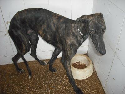 SOS PERRERA, 15 GALGOS EN PELIGRO. JEREZ (CADIZ)