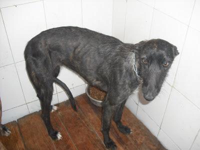 SOS PERRERA, 15 GALGOS EN PELIGRO. JEREZ (CADIZ)