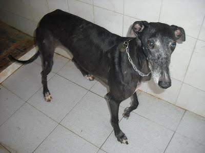 NECESITAN 85 EUROS SALVAR GALGA CON LEISMANIA PERRERA. Perrera de Jerez (Cadiz)