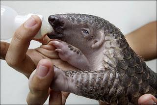 Ubuntu 12.04 LTS Precise Pangolin Alpha 1