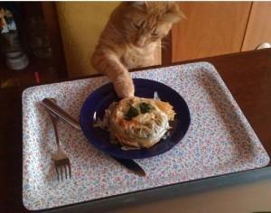 Gatos sin fronteras: pianistas, yoguis y mucho más… Gatos sin fronteras: pianistas, yoguis y mucho más…