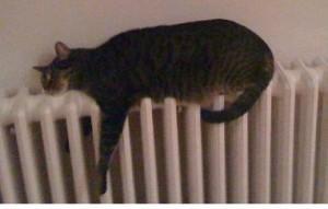 Gatos sin fronteras: pianistas, yoguis y mucho más… Gatos sin fronteras: pianistas, yoguis y mucho más…