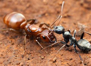 La hormiga que ataca otras colonias para esclavizarlas