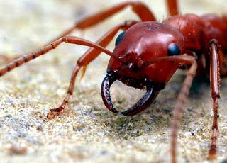 La hormiga que ataca otras colonias para esclavizarlas