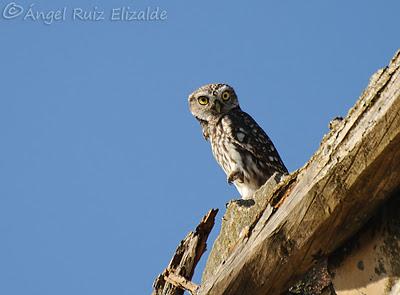 Por Tierra de Campos...