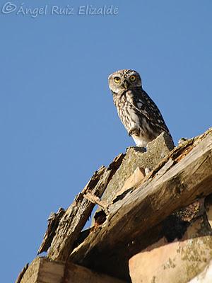 Por Tierra de Campos...