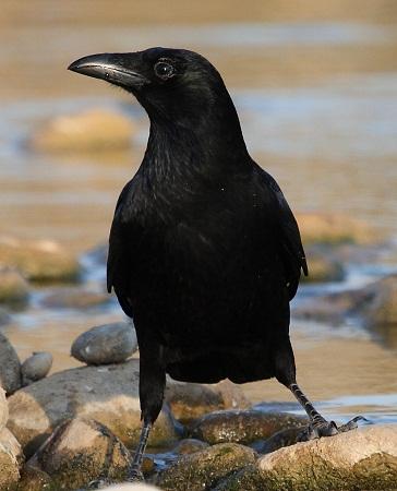 La Corneja negra en Aragón (Corvus corone)