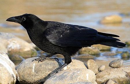 La Corneja negra en Aragón (Corvus corone)