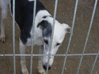 Galga en la perrera de Huesca. URGENTE!!