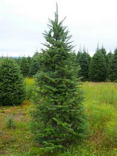 ¿Cómo se debe cuidar un árbol natural de Navidad?.  Cuidados básicos para abetos naturales